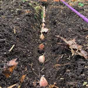 K&ouml;nnte beinhalten: Eine Reihe von Knoblauchzehen, die in den Boden gepflanzt wurden. Die Zehen sind gleichm&auml;&szlig;ig verteilt und mit Erde bedeckt. Ein violettes Gartenband ist im Hintergrund sichtbar.