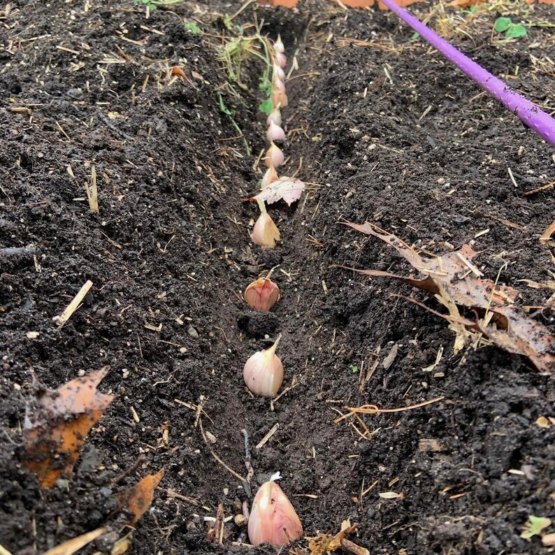 K&ouml;nnte beinhalten: Eine Reihe von Knoblauchzehen, die in den Boden gepflanzt wurden. Die Zehen sind gleichm&auml;&szlig;ig verteilt und mit Erde bedeckt. Ein violettes Gartenband ist im Hintergrund sichtbar.