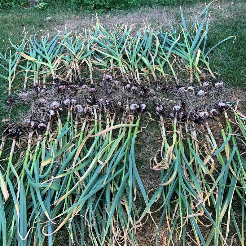 K&ouml;nnte beinhalten: Eine gro&szlig;e Ernte von Knoblauchknollen mit gr&uuml;nen Stielen und Wurzeln. Die Knoblauchknollen sind in Reihen auf einer grasbewachsenen Fl&auml;che angeordnet.