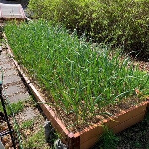 K&ouml;nnte beinhalten: Ein Hochbeet gef&uuml;llt mit Reihen von gr&uuml;nen Knoblauchpflanzen. Das Beet ist aus braunem Holz und von gr&uuml;nem Gras umgeben.