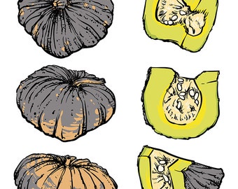 80% Off Sale vector hand drawn sketch pumpkin on a white background. Drawing Vector illustration. vegetables with clipping path. (EPS, JPG)