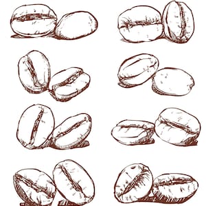 80% Off Sale Coffee bean Hand drawn vector, sketch of coffee beans. Hand drawn Coffee vector clipart. (EPS, JPG)