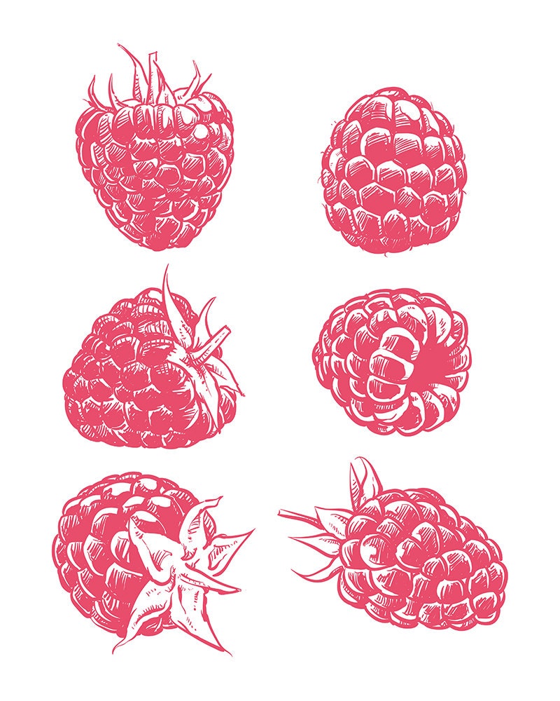 80% off Sale Drawing Raspberry Isolated. Hand Drawn Fruit Vector. Berry  With Clipping Path. EPS, JPG - Etsy Canada