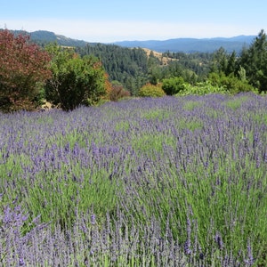 2022 Crop Organic PREMIUM GRADE dried French lavender bundle / bunch / bouquet. Long stems, highly fragrant Ready to enjoy image 5