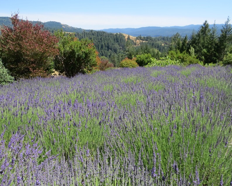 2022 Crop Organic PREMIUM GRADE dried French lavender bundle / bunch / bouquet. Long stems, highly fragrant Ready to enjoy image 5