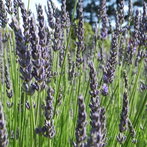 2022 Crop Organic PREMIUM GRADE dried French lavender bundle / bunch / bouquet. Long stems, highly fragrant Ready to enjoy image 4
