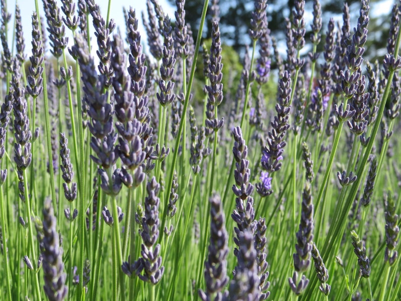 2022 Crop Organic PREMIUM GRADE dried French lavender bundle / bunch / bouquet. Long stems, highly fragrant Ready to enjoy image 4