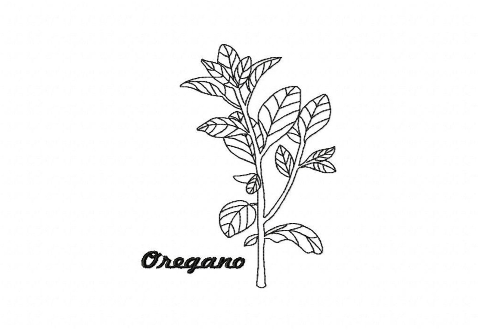 Apothecary herbal herb spice oregano sketch art outline Etsy