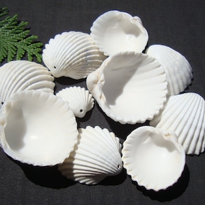 May include: A collection of nine white seashells with a ribbed texture. The shells are arranged in a cluster on a black surface.