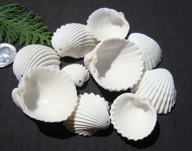 May include: A collection of nine white seashells with a ribbed texture. The shells are arranged in a cluster on a black surface.