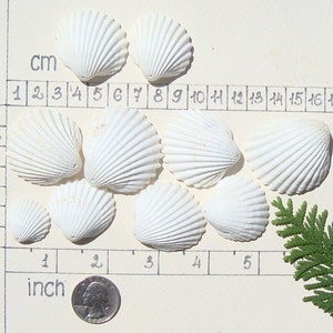 May include: A collection of nine white seashells of varying sizes, arranged on a white surface with a ruler marked in centimeters and inches. The ruler shows measurements up to 18 centimeters and 5 inches. A small green sprig of foliage is in the lower right corner.