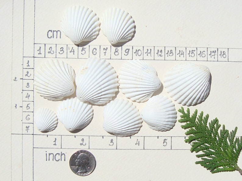 May include: A collection of nine white seashells of varying sizes, arranged on a white surface with a ruler marked in centimeters and inches. The ruler shows measurements up to 18 centimeters and 5 inches. A small green sprig of foliage is in the lower right corner.