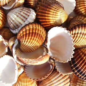 Bulk Sea Shells, 30 pcs - Large Lot - Genuine Cockle Shells - Large Sea Shells - Nautical Decor - Craft Supplies - High Quality
