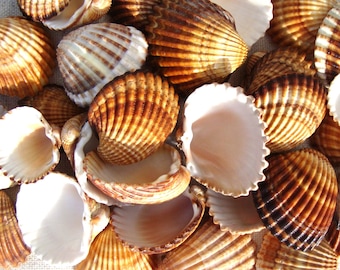 Bulk Sea Shells, 30 pcs - Large Lot - Genuine Cockle Shells - Large Sea Shells - Nautical Decor - Craft Supplies - High Quality