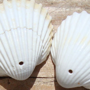 May include: Two white seashells with a hole drilled in the bottom. The shells have a ribbed texture and are arranged side by side.