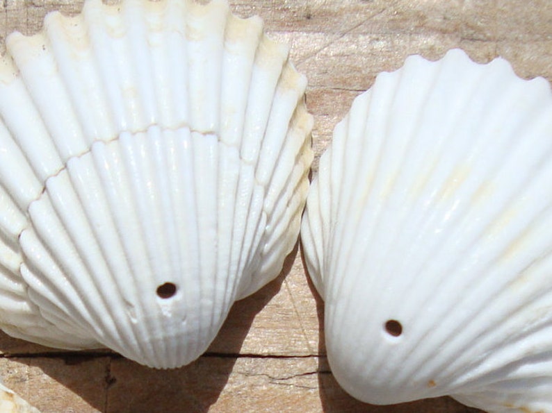 May include: Two white seashells with a hole drilled in the bottom. The shells have a ribbed texture and are arranged side by side.