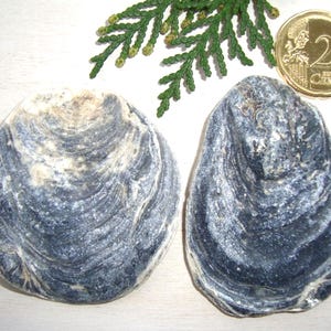 May include: Two large, textured oyster shells with a swirling pattern of gray and white. A sprig of green foliage and a 20-cent Euro coin are also present. The shells have a natural, organic appearance.