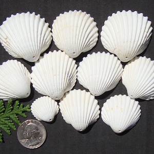 May include: A collection of ten white seashells with a hole drilled in the top. The shells are arranged in a semi-circle on a dark gray surface. A small green plant and a US quarter are in the lower left corner of the image.