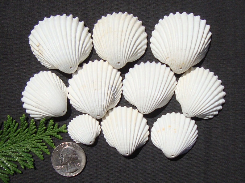 May include: A collection of ten white seashells with a hole drilled in the top. The shells are arranged in a semi-circle on a dark gray surface. A small green plant and a US quarter are in the lower left corner of the image.