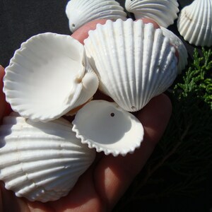 May include: A collection of white seashells with a ribbed texture. The shells are arranged in a hand, with some shells open to reveal the inside.