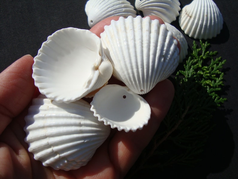 May include: A collection of white seashells with a ribbed texture. The shells are arranged in a hand, with some shells open to reveal the inside.