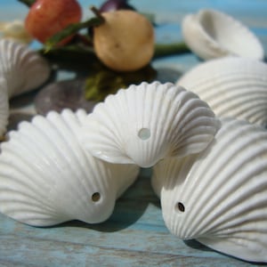 White Cockle Shells, 10 pcs - Perforated Sea Shells - Rare Sea Shells - Eco-Friendly Craft Supplies - Creative Material