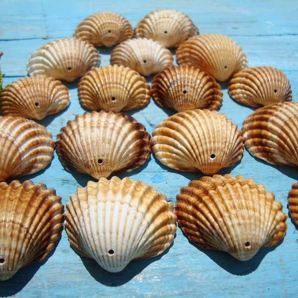 Top Drilled Cockle Shells, 18 - Grands coquillages - Coquillages perforés - Matériaux d'artisanat - Fournitures de carillons éoliens - Bricolage - Percés à la main