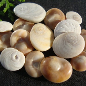 Eye of Shiva - Opercullum - Santa Lucia Shells - Sea Shells - Craft/Jewelry Supplies - Rare Beach Finds - 15/40 pcs