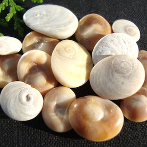 May include: A collection of smooth, oval-shaped opercula shells in shades of cream, beige, and light brown. Each shell features a distinct, spiraling pattern on its surface, varying in size and color intensity, arranged in a cluster.