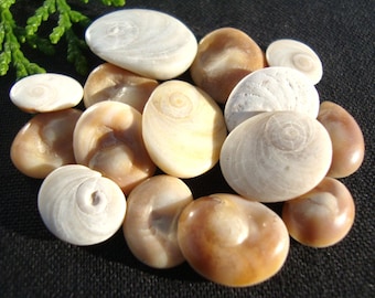 May include: A collection of smooth, oval-shaped opercula shells in shades of cream, beige, and light brown. Each shell features a distinct, spiraling pattern on its surface, varying in size and color intensity, arranged in a cluster.