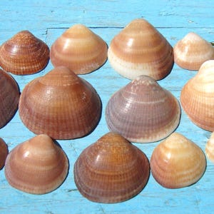 Könnte beinhalten: Eine Sammlung verschieden großer Muschelschalen in Beige-, Braun- und Cremetönen. Die Muscheln sind in einer Gruppe angeordnet, zusammen mit zwei Metallmünzen und einem kleinen Zweig mit grünem Blattwerk, die natürliche Texturen und Rippen zeigen.