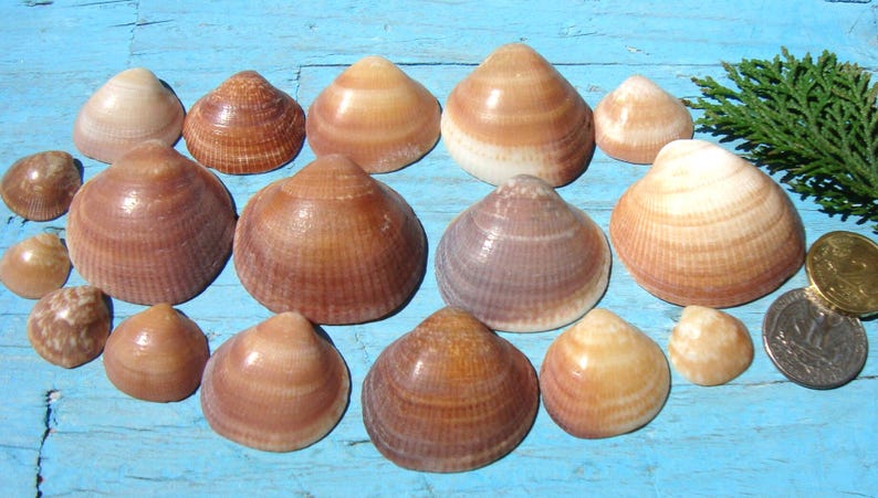 May include: A collection of various sized bivalve seashells in shades of tan, brown, and cream. The shells are arranged in a group alongside two metallic coins and a small sprig of green foliage, showcasing natural textures and radial ridges.