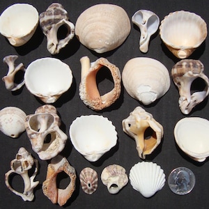 Naturally Holed Sea Shells - Craft Sea Shells - Shells With Natural Holes - Eco-Friendly Craft Supplies - Bulk Sea Shells