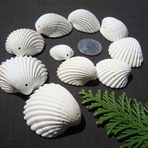 May include: A collection of white seashells arranged in a spiral pattern on a black background. The shells are smooth and have a delicate, ribbed texture. A small green plant is in the lower right corner of the image.