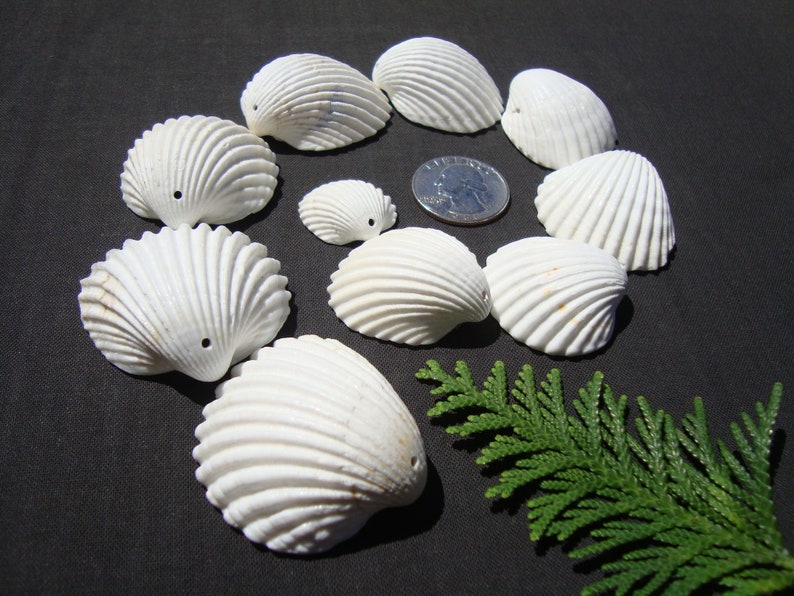 May include: A collection of white seashells arranged in a spiral pattern on a black background. The shells are smooth and have a delicate, ribbed texture. A small green plant is in the lower right corner of the image.