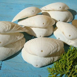 May include: A group of white seashells with a hole drilled in the top. The shells are stacked on top of each other and are arranged in a semi-circle. There is a small sprig of green foliage in the bottom right corner of the image.