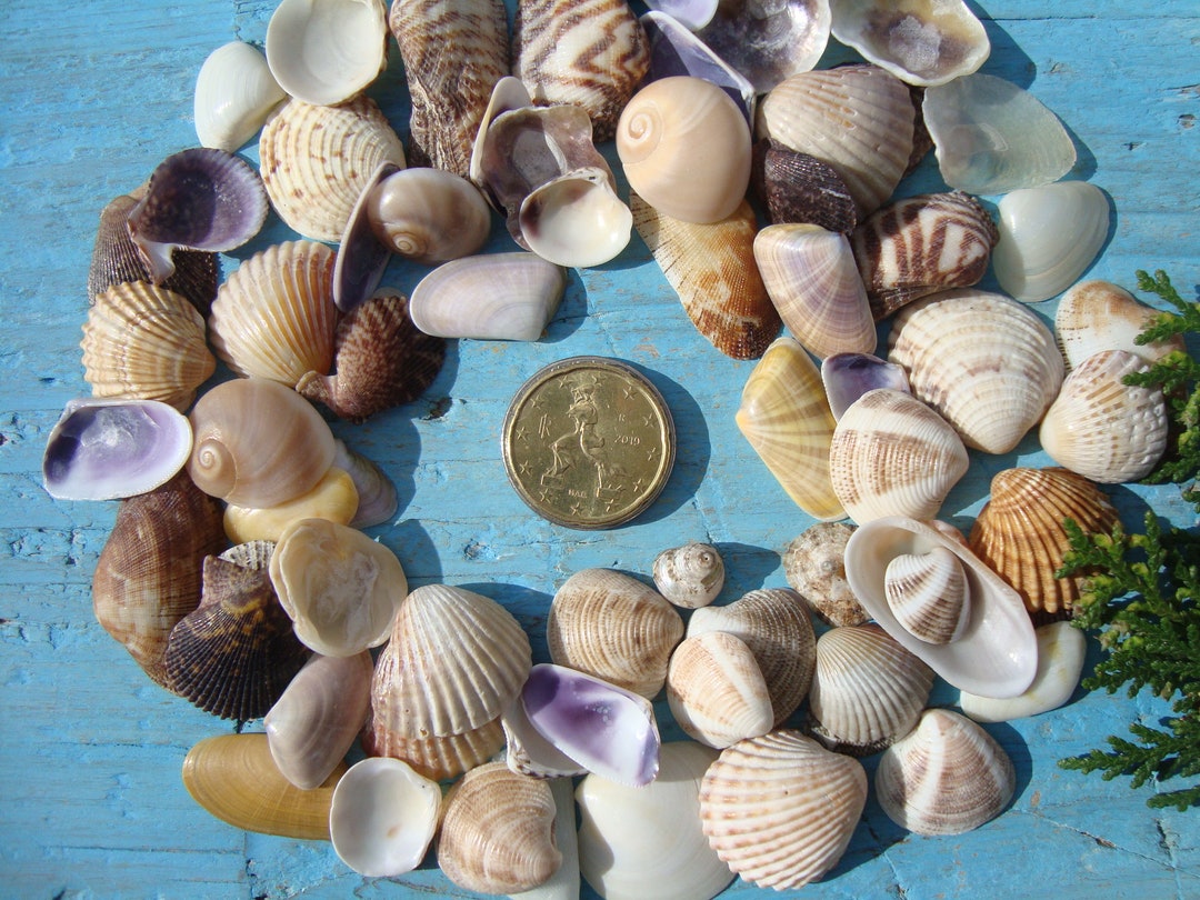 Mini Sea Shell Set, 100 Pieces, Small Shells, Tiny Beach Finds