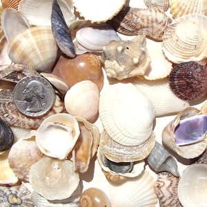 Top Drilled Sea Shells, 70 - Small Sea Shells - Perforated Sea Shells - Craft Material - Wind Chimes Supplies - Hand Drilled