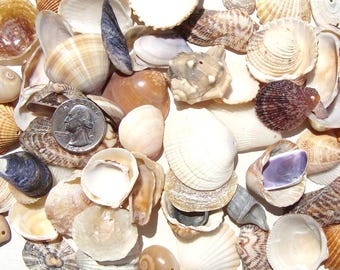 Top Drilled Sea Shells, 70 - Small/Medium Sea Shells - Perforated Sea Shells - Craft Material - Wind Chimes Supplies - Hand Drilled