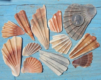 Sea Shell Shards - Pebble Art Supplies - Craft Sea Shells - Shell Fragments - Hand-Picked - Beach Finds