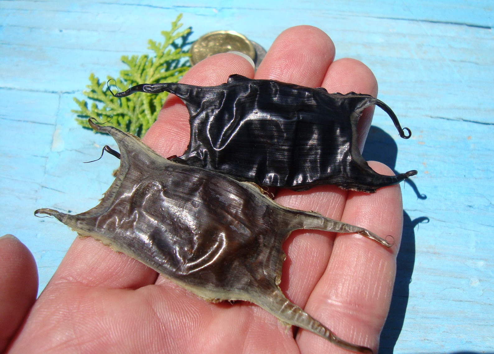 Shark Eggs Rare Beach Finds Collectible Taxidermy 2 | Etsy