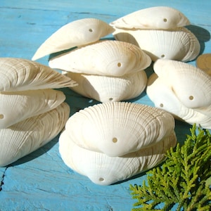 May include: A collection of off-white, ribbed bivalve seashells, each featuring a single small, circular hole drilled near the center. The shells are arranged in small stacks, displaying their natural texture and curved, fan-like shape.