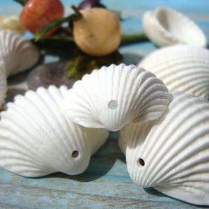 White Cockle Shells, 10 pcs - Perforated Sea Shells - Rare Sea Shells - Eco-Friendly Craft Supplies - Creative Material