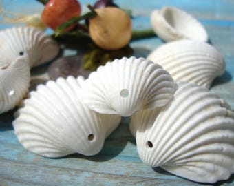 White Cockle Shells, 10 pcs - Perforated Sea Shells - Rare Sea Shells - Eco-Friendly Craft Supplies - Creative Material