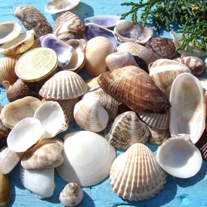 Small/Medium Sea Shells - Large Collection - Natural Sea Shells - Craft Supplies - Children Crafts - 70 pcs