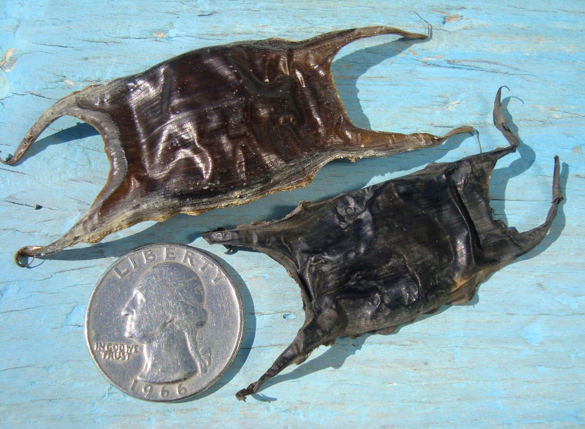 Shark Eggs Shark Eggs Rare Beach Finds Collectible - Etsy
