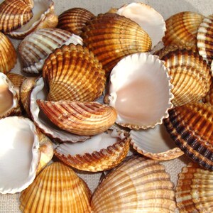 Bulk Sea Shells, 30 pcs - Large Lot - Genuine Cockle Shells - Large Sea Shells - Nautical Decor - Craft Supplies - High Quality image 2