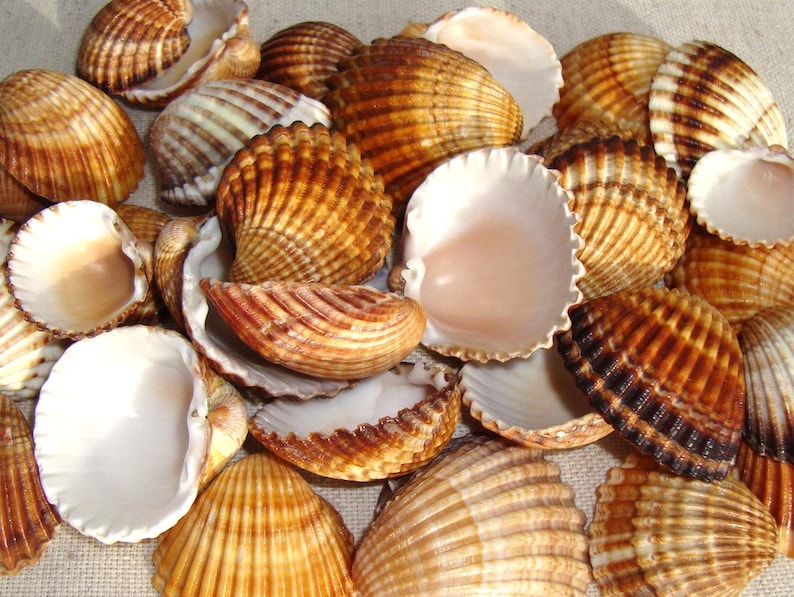Bulk Sea Shells, 30 pcs - Large Lot - Genuine Cockle Shells - Large Sea Shells - Nautical Decor - Craft Supplies - High Quality image 2