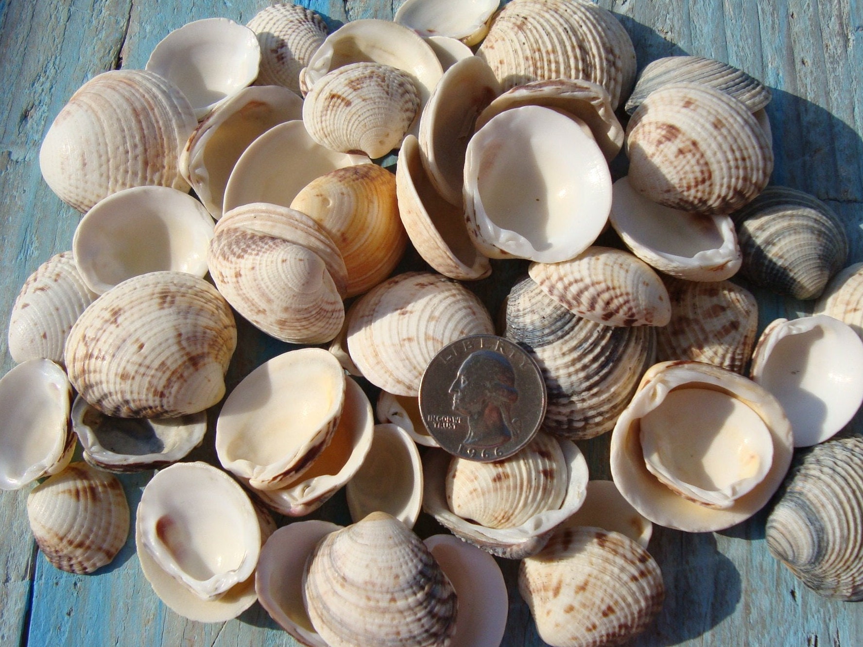 Large Sea Shells, Beach Home Decor, Wedding Decor, Vase Filler