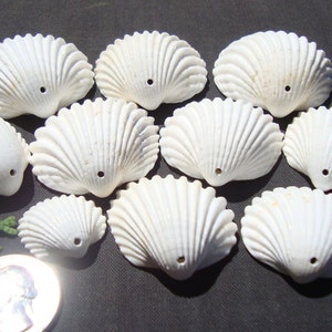 May include: Ten white seashells with a hole drilled through the top. The shells are arranged in a semi-circle on a dark gray surface. A US quarter is included for size reference.